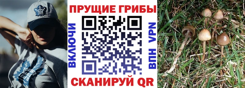 ссылка на мегу ссылки  Искитим  Псилоцибиновые грибы MAGIC MUSHROOMS 